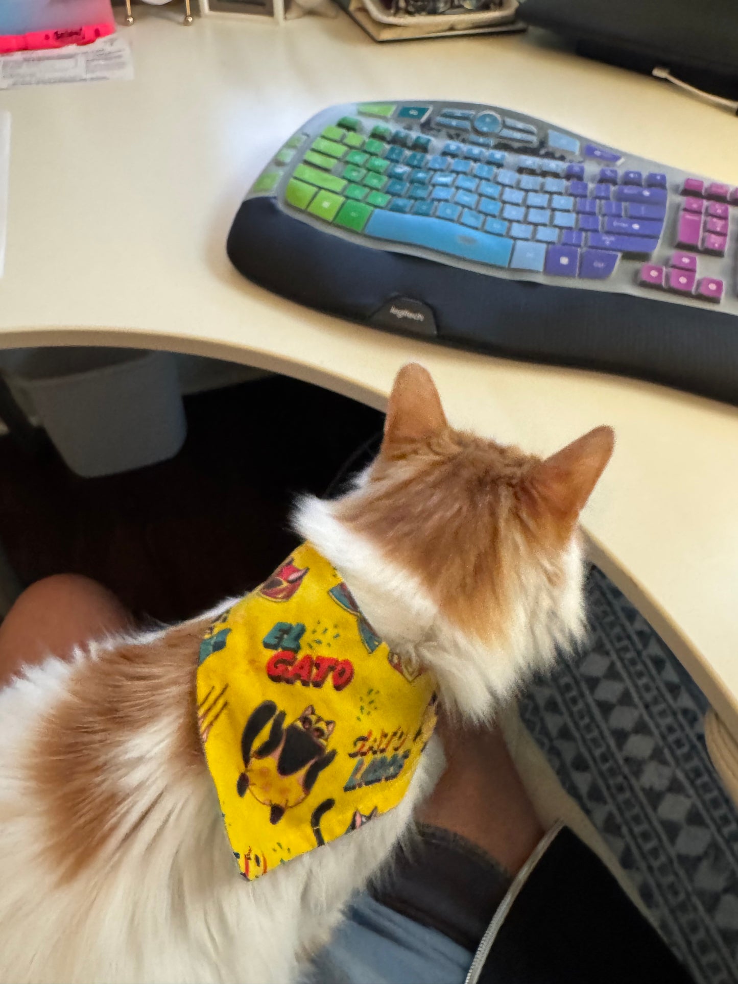 Gato Libre Cat Bandana
