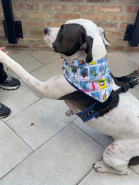 Loteria Dog Bandana