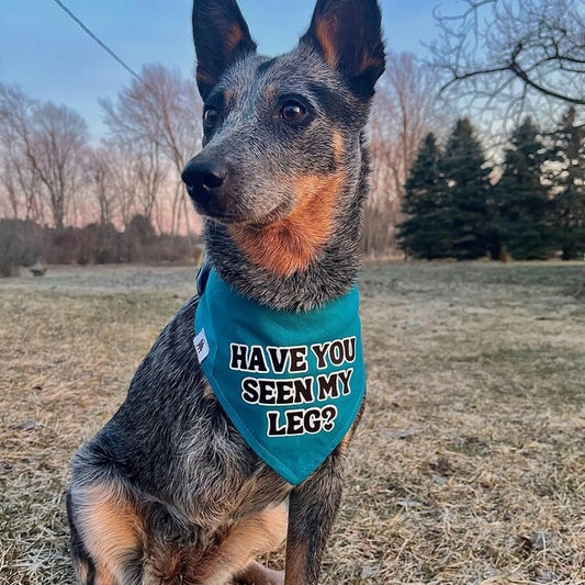 Have you seen my leg bandana?