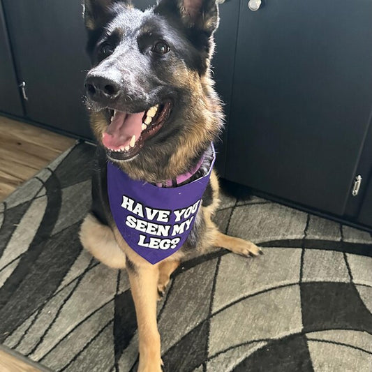 Have you seen my leg bandana?