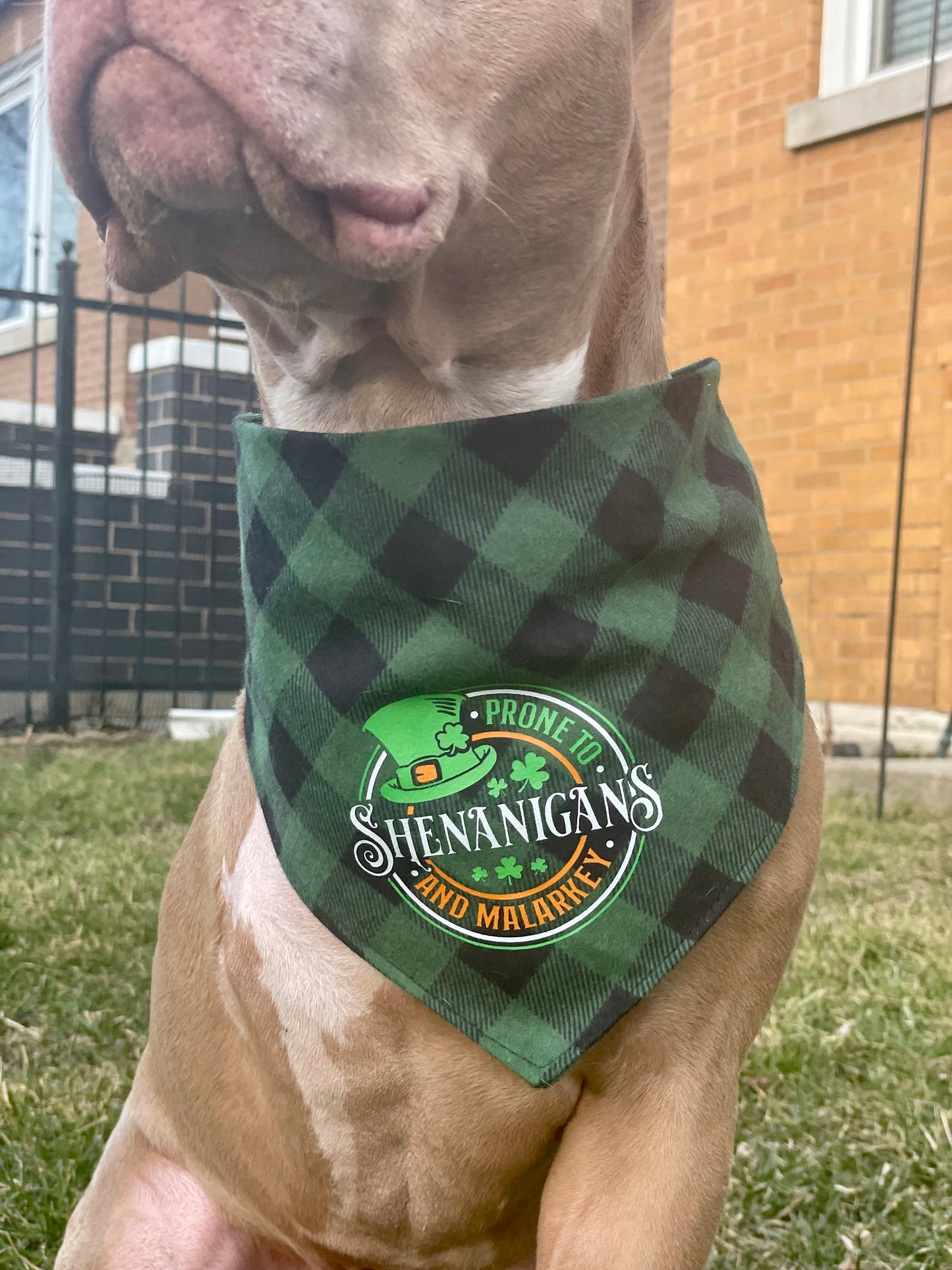 Prone to shenanigans