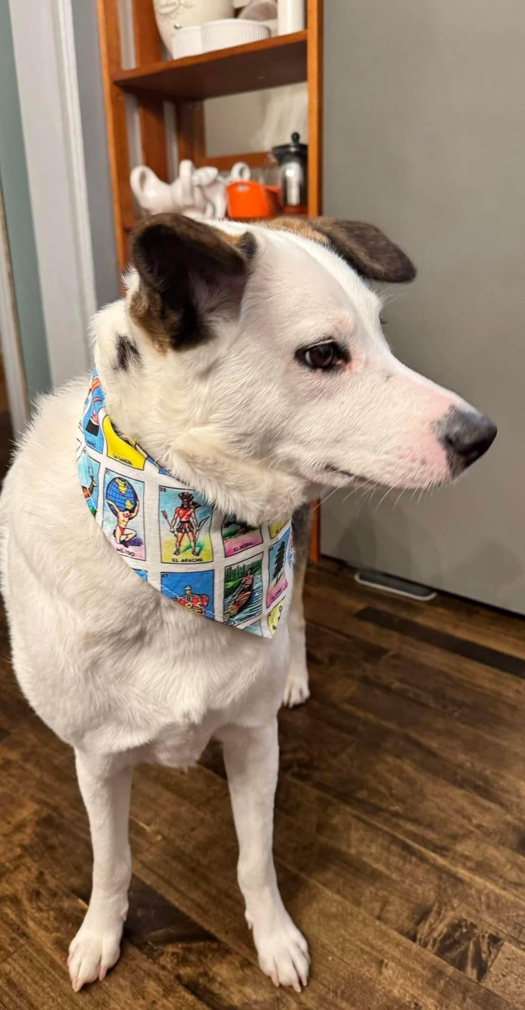 Loteria Dog Bandana