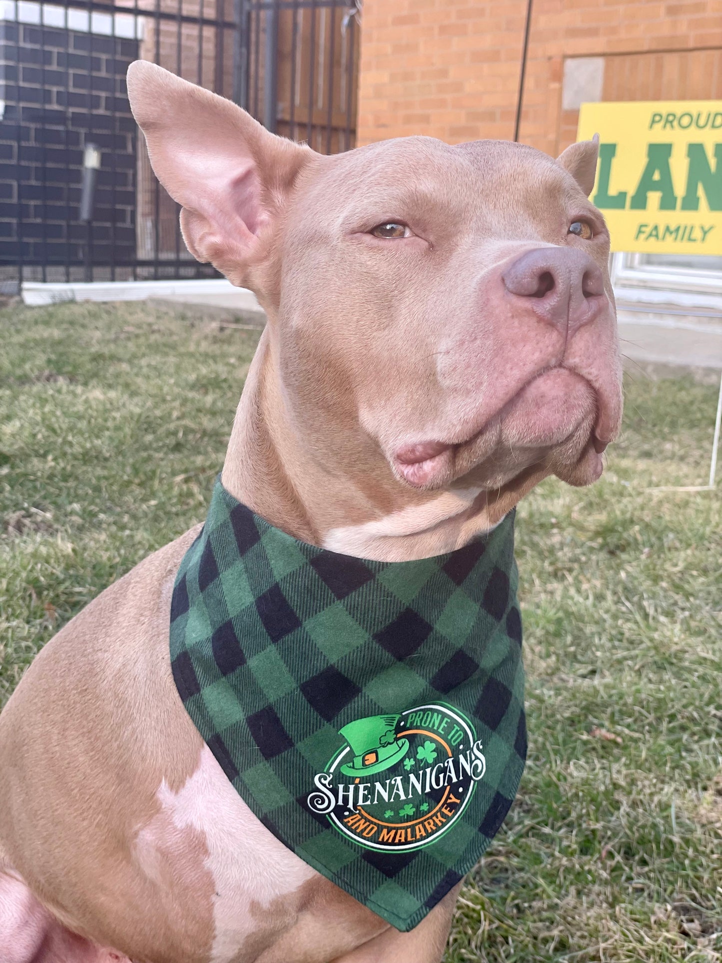 Prone to shenanigans