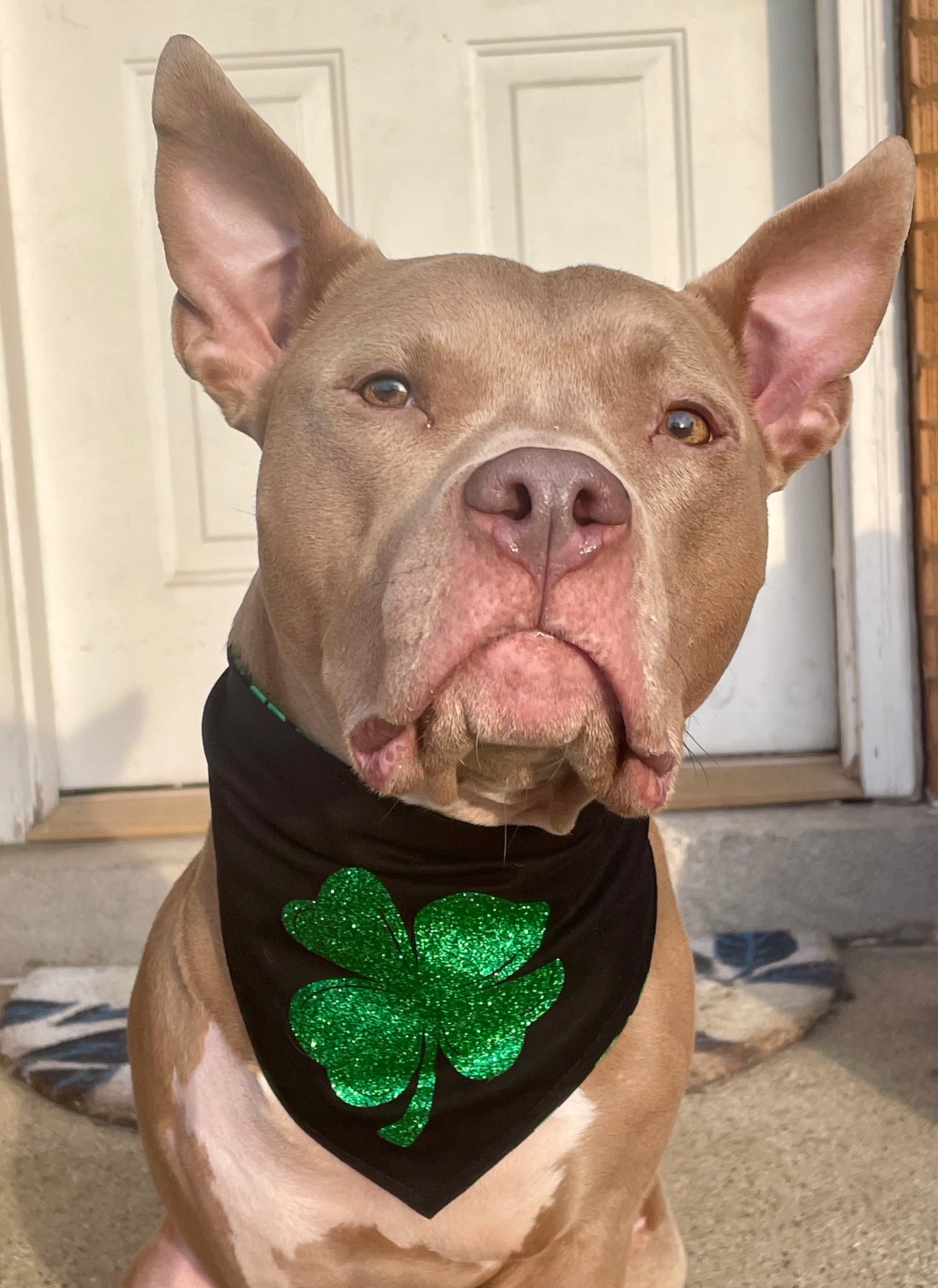 A pinch of glitter Dog Bandana