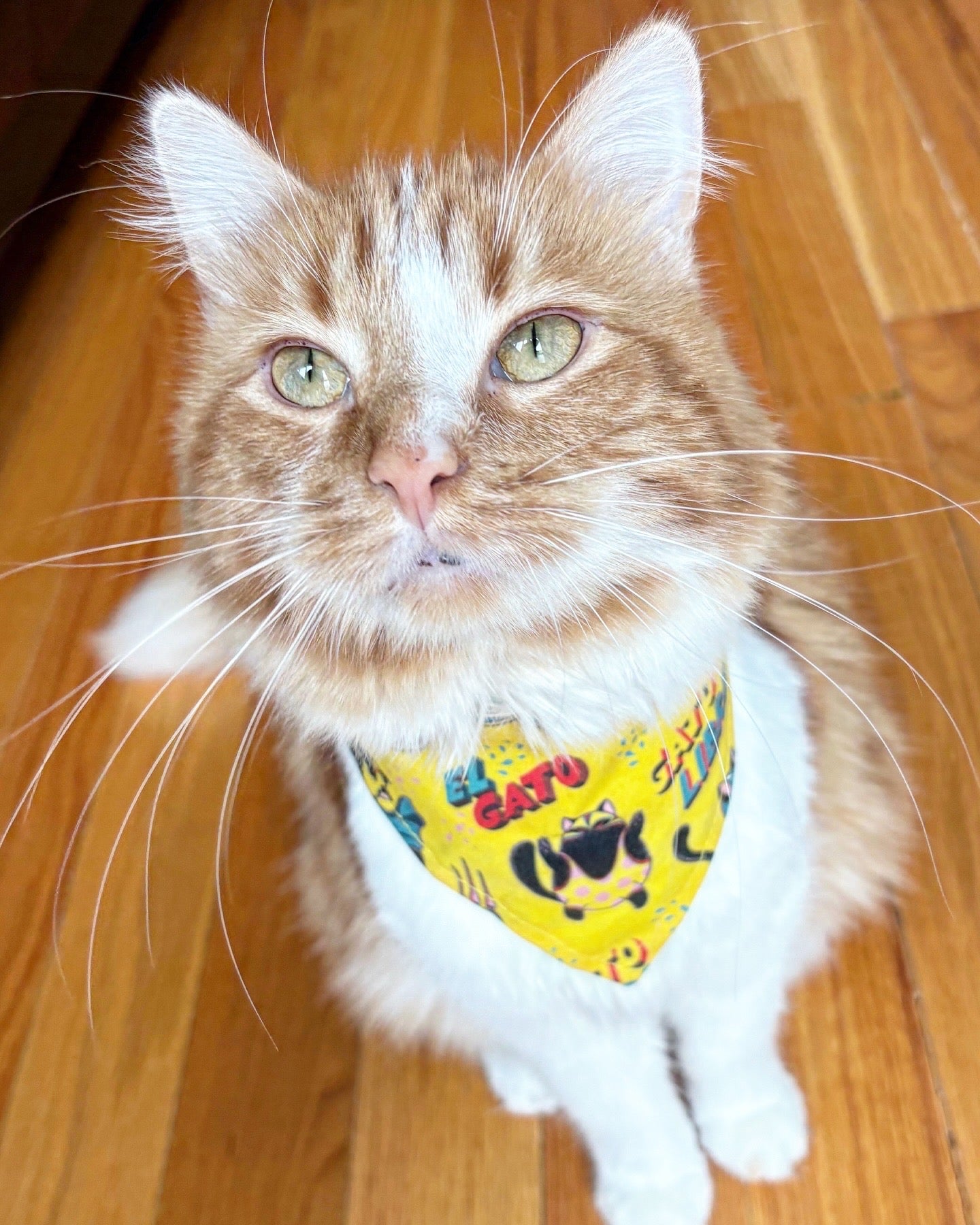 Gato Libre Cat Bandana