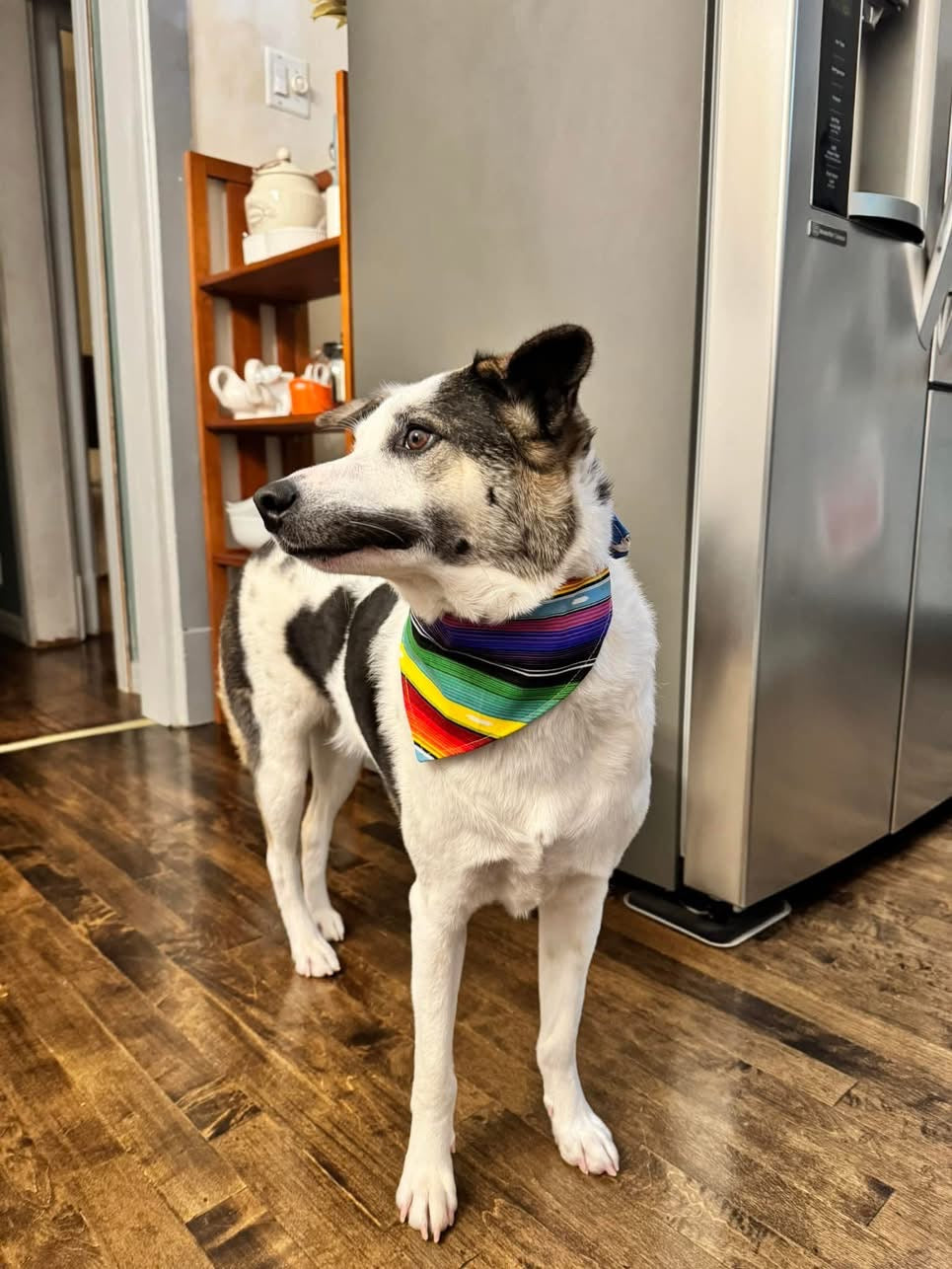 Loteria Dog Bandana