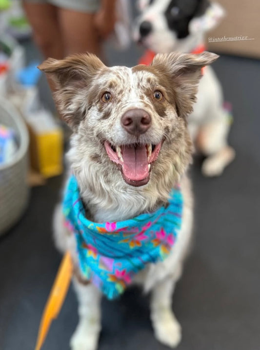 Yucatan Cambaya Bandana