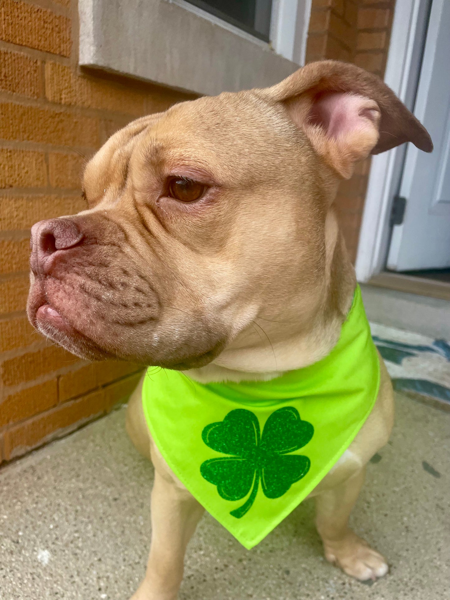 A pinch of glitter Dog Bandana