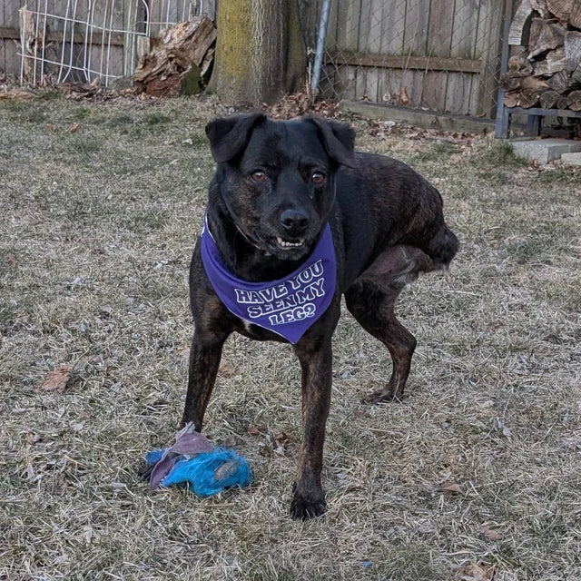 Have you seen my leg bandana?