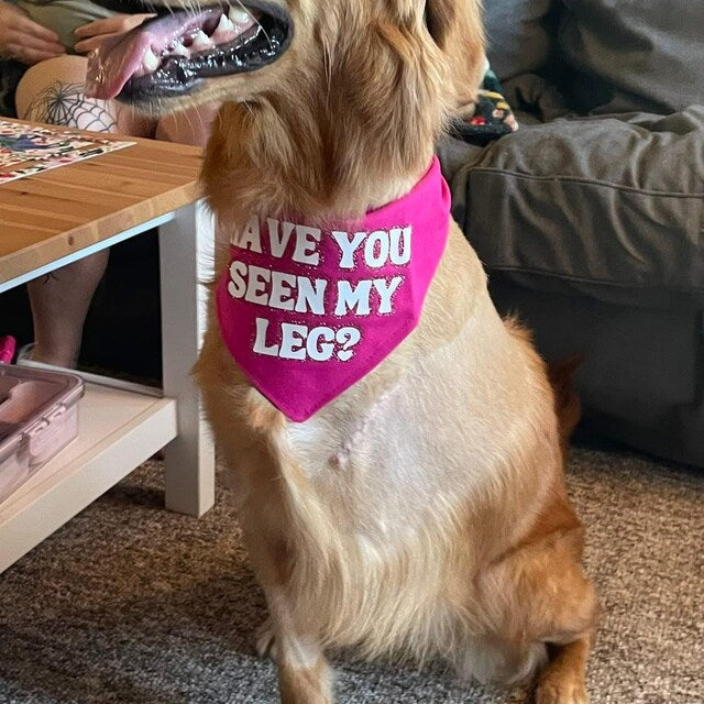 Have you seen my leg bandana?